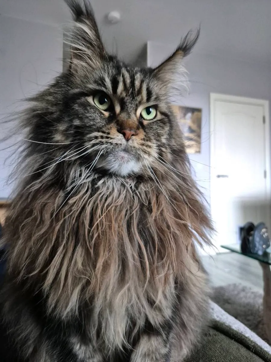 Main coon cat , female & antomatic toilet - Image 1