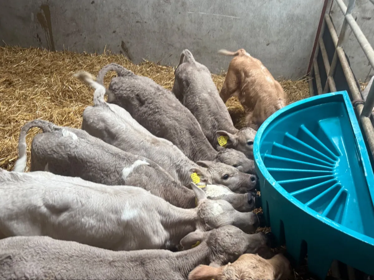 8 SUPER CHARLAOIS HEIFER CALVES  ( 5 ⭐️) - Image 3