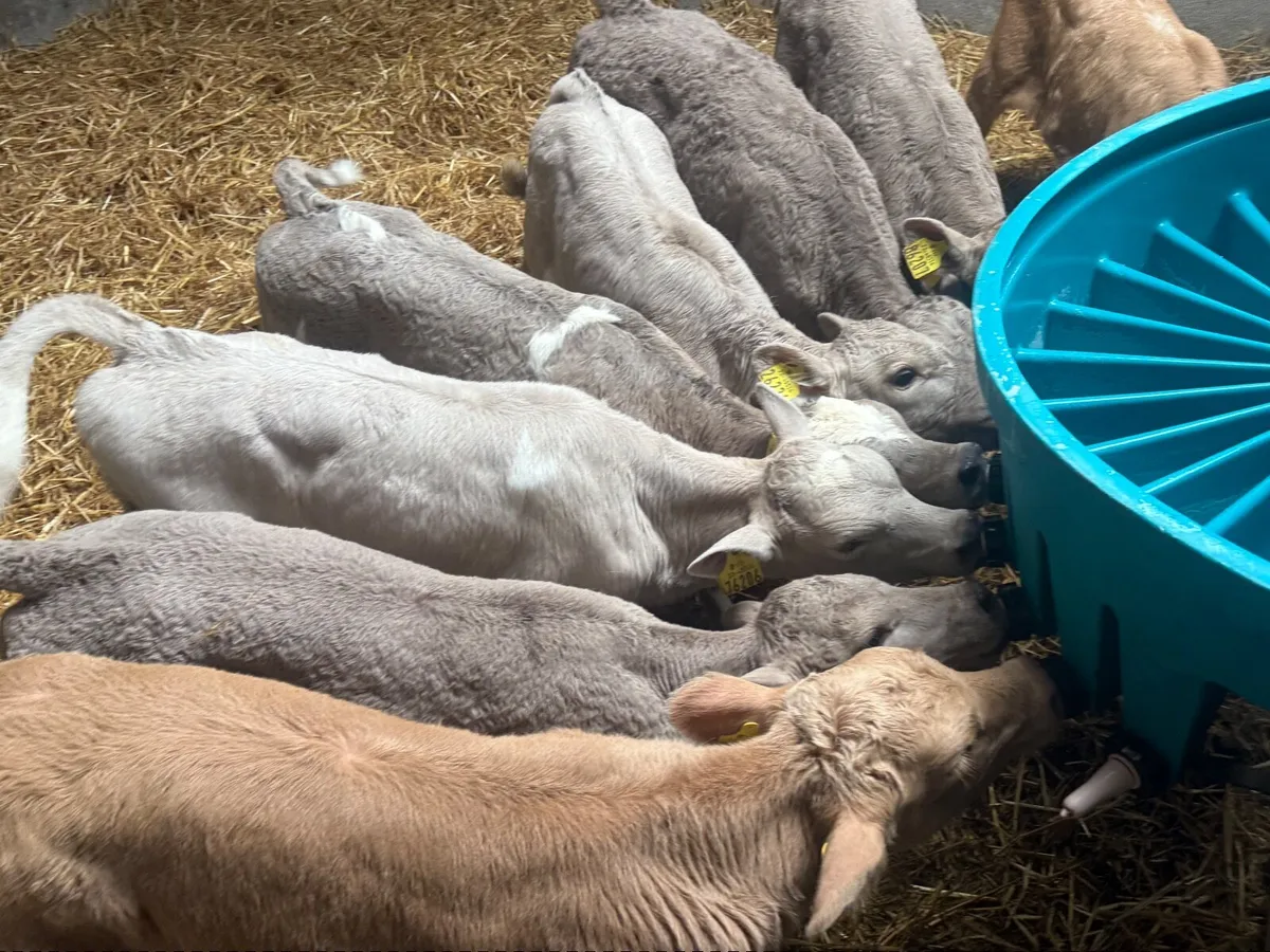 8 SUPER CHARLAOIS HEIFER CALVES  ( 5 ⭐️) - Image 2