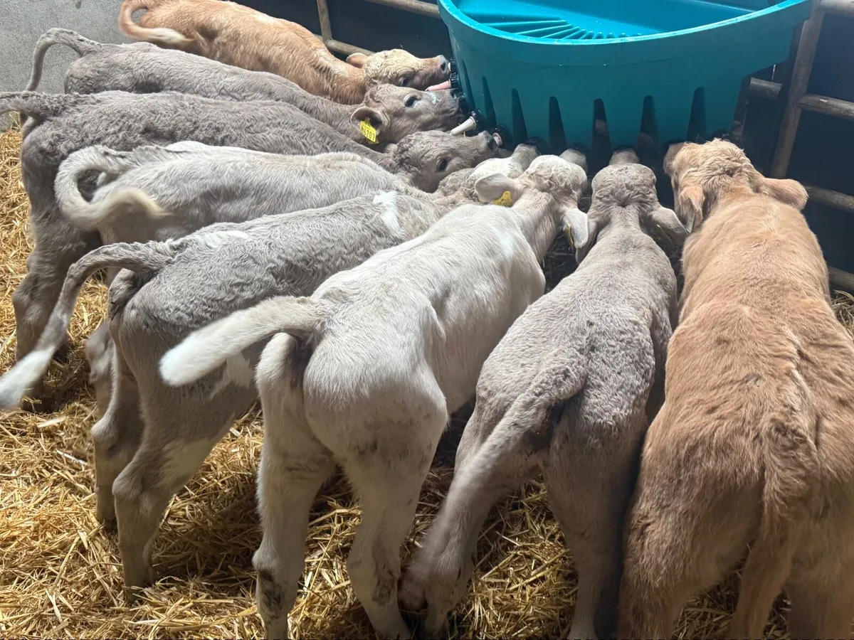 8 SUPER CHARLAOIS HEIFER CALVES  ( 5 ⭐️) - Image 4