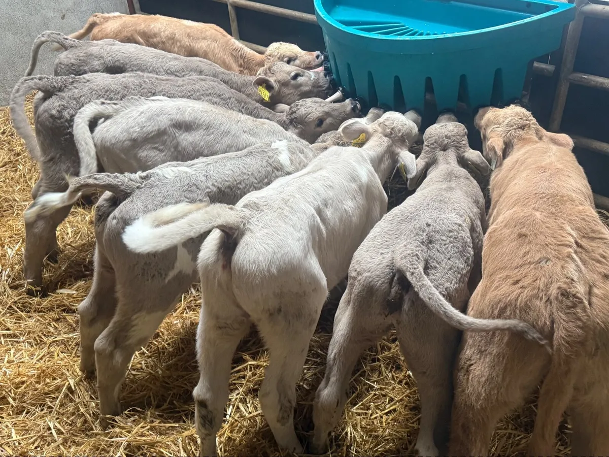 8 SUPER CHARLAOIS HEIFER CALVES  ( 5 ⭐️) - Image 1