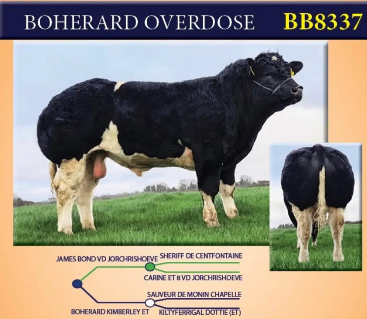 Pedigree sexed Boherard Overdose embryos - Image 1