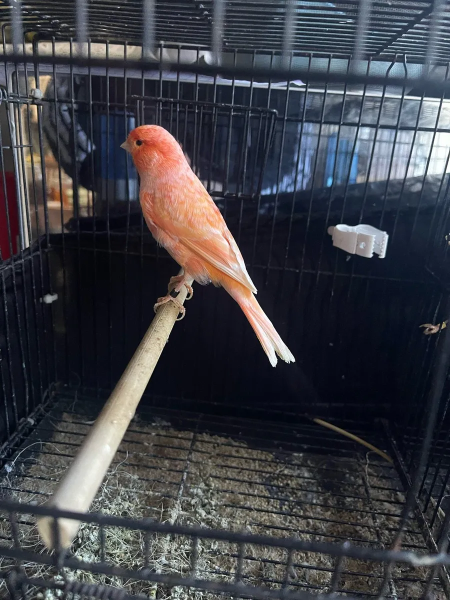 Canary - Image 2