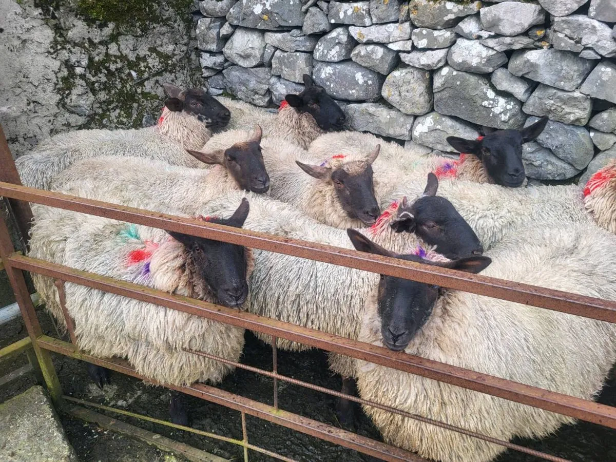 SUFFOLK X MULE DRY HOGGETS - Image 1