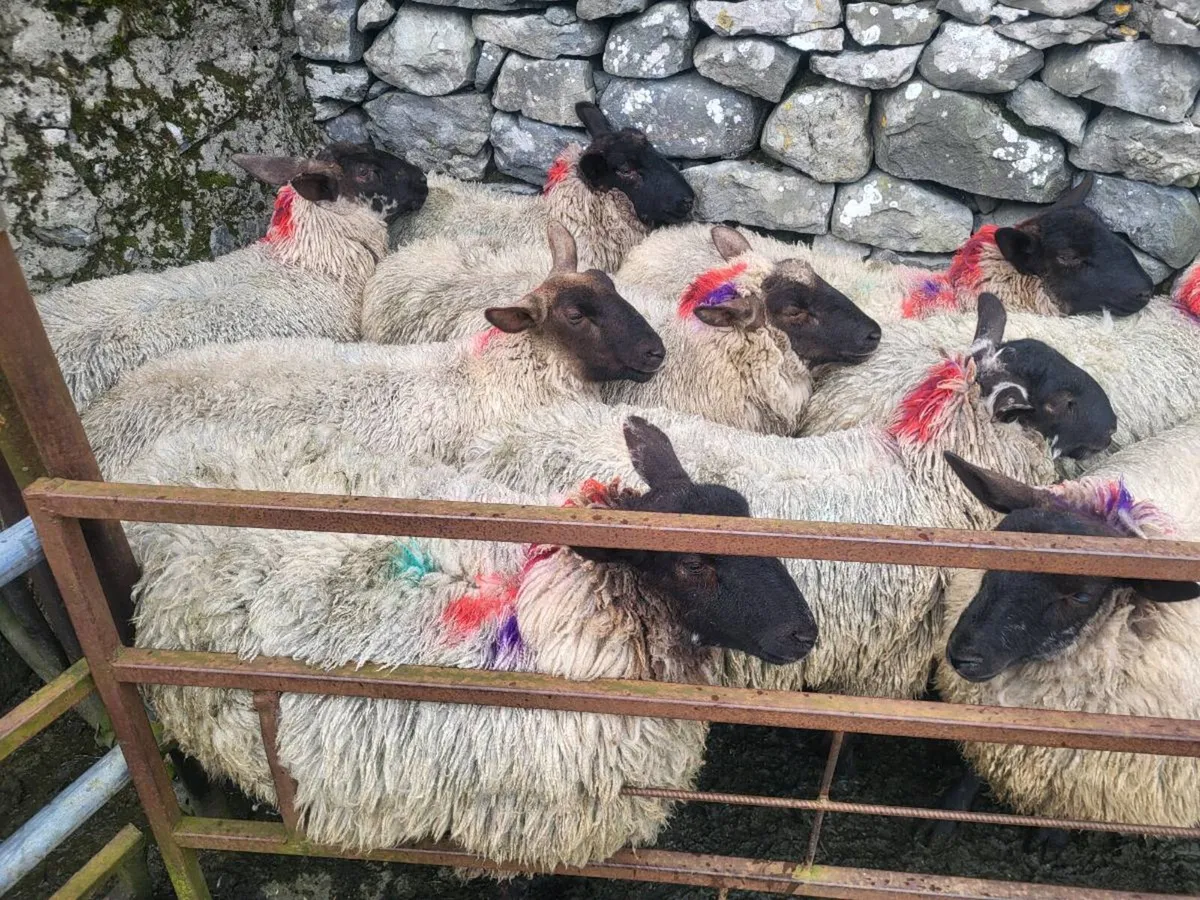 SUFFOLK X MULE DRY HOGGETS - Image 2