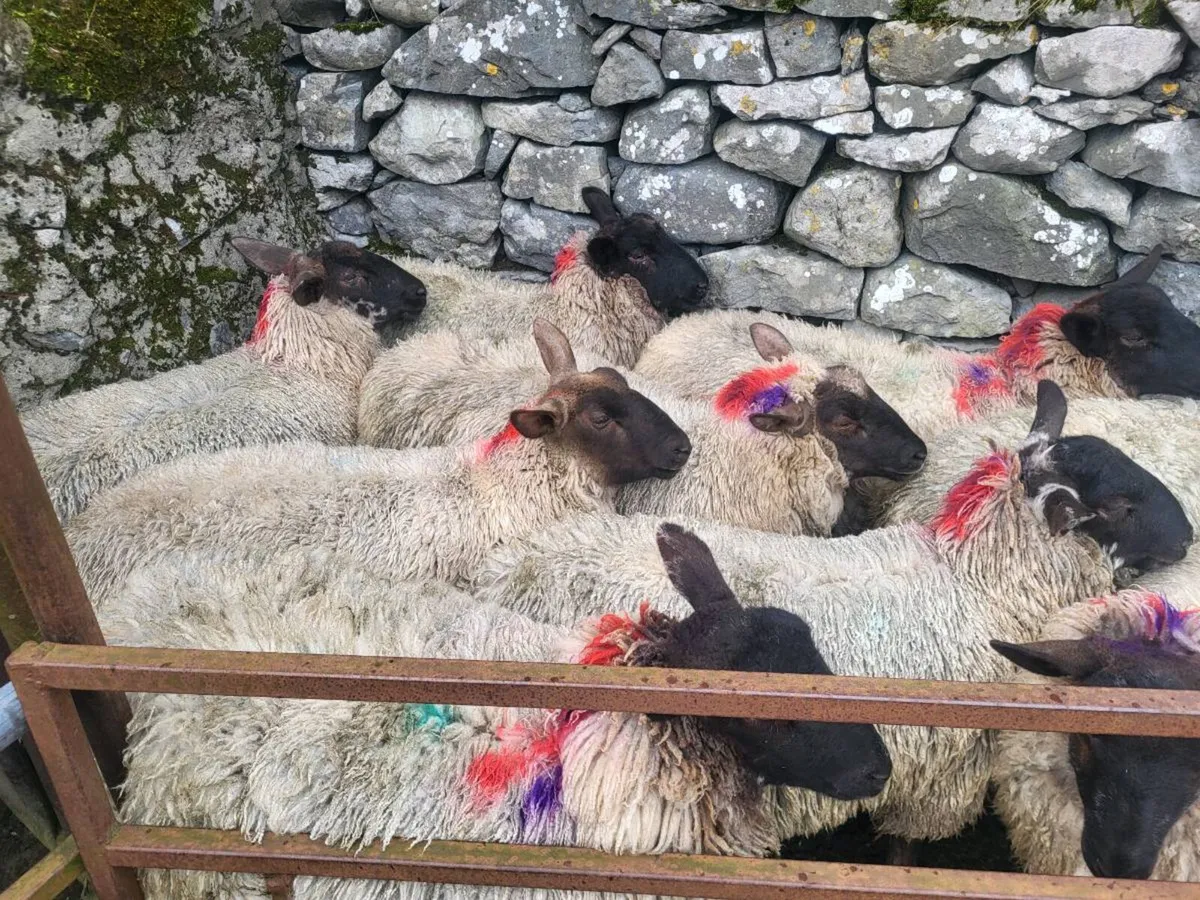 SUFFOLK X MULE DRY HOGGETS - Image 3