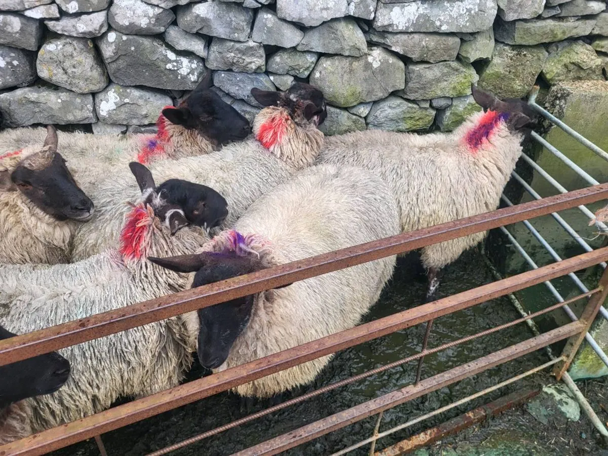 SUFFOLK X MULE DRY HOGGETS - Image 4