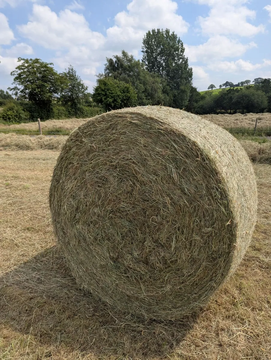 Round Bales of Hay - Image 1