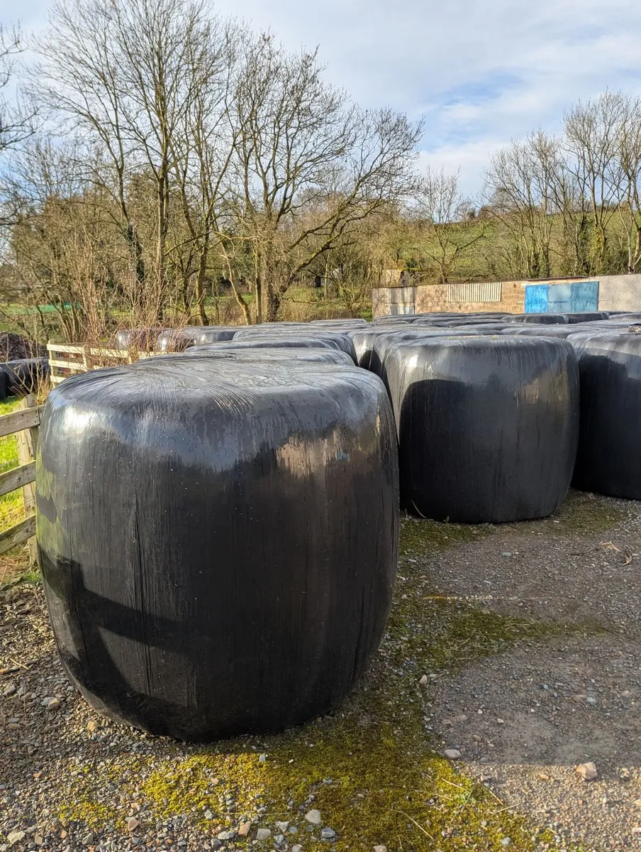 Round Bales of Hay - Image 2