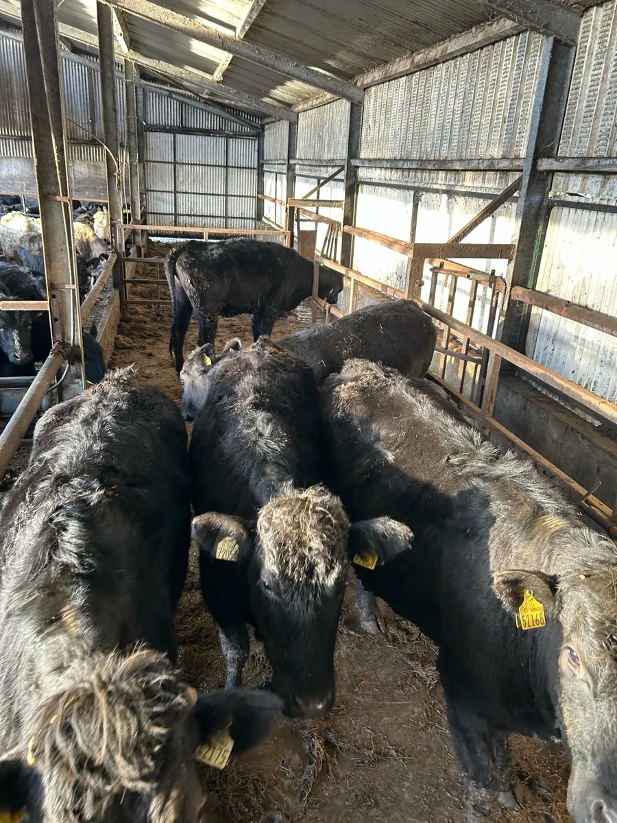 Heifers for birr mart 2nd march - Image 2