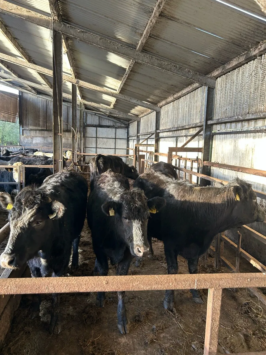 Heifers for birr mart 2nd march - Image 1