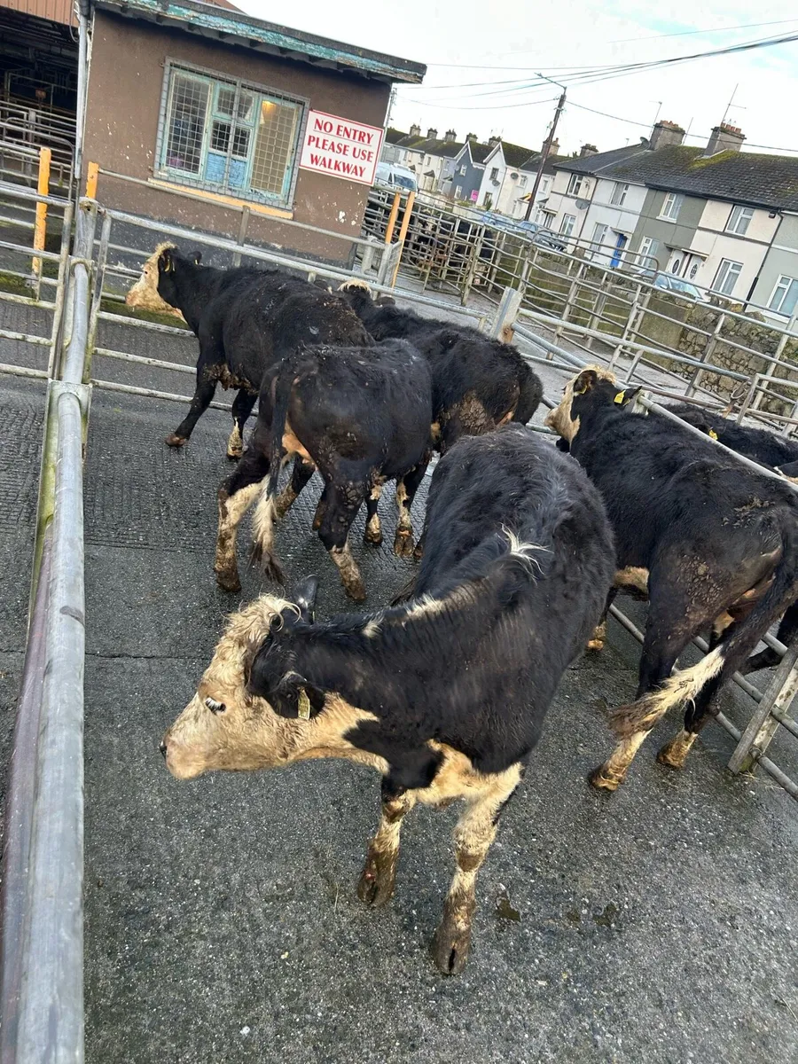 Heifers for birr mart 2nd march - Image 3