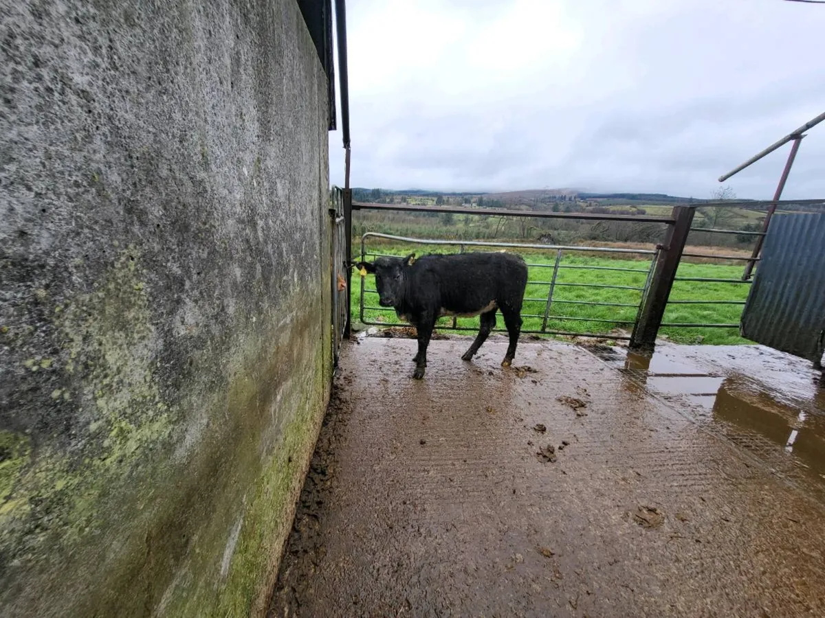 5 🌟 breeding heifer - Image 2