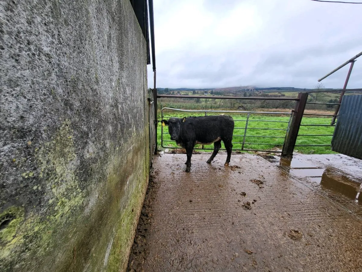 5 🌟 breeding heifer - Image 3