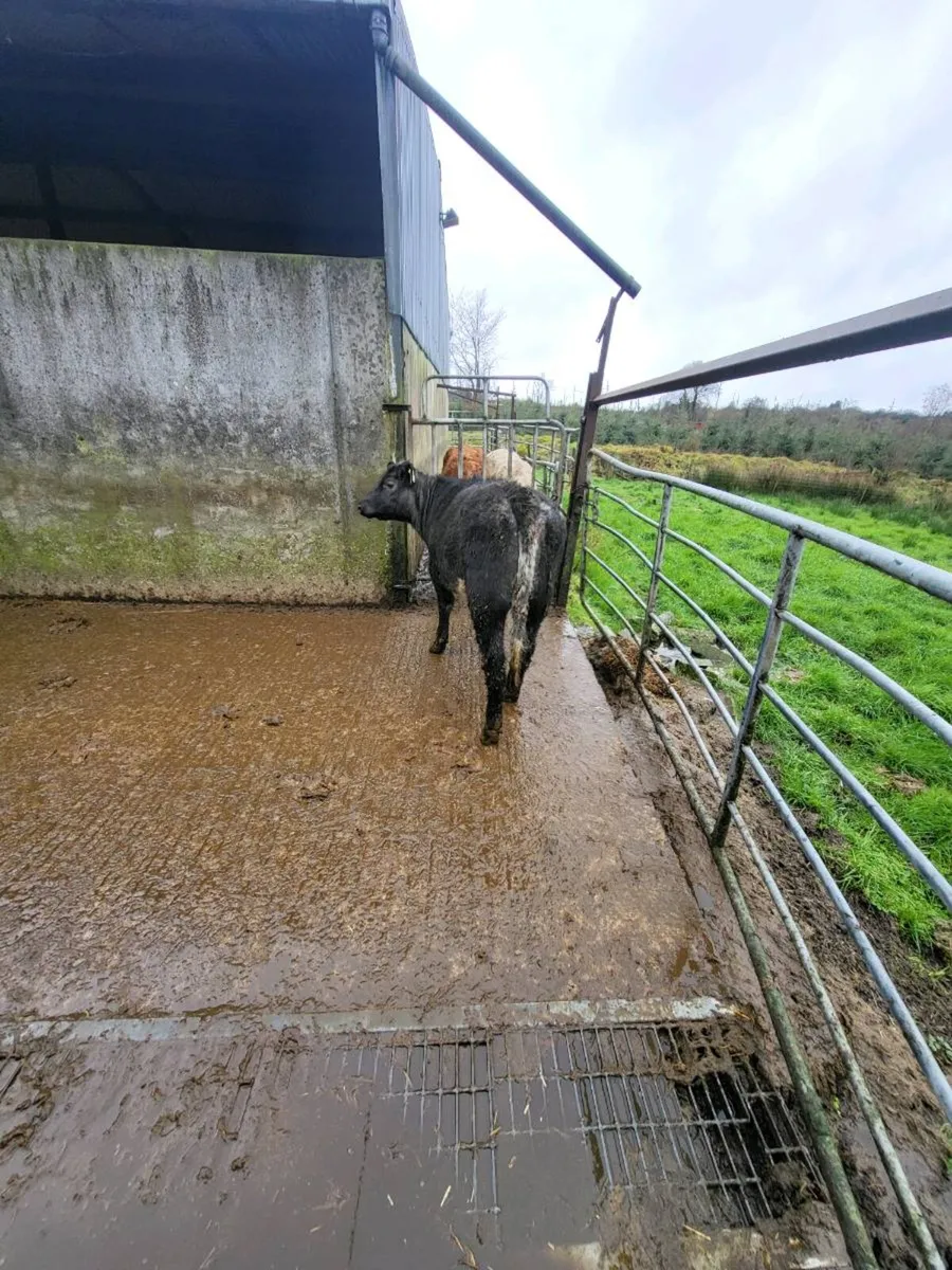 5 🌟 breeding heifer - Image 4