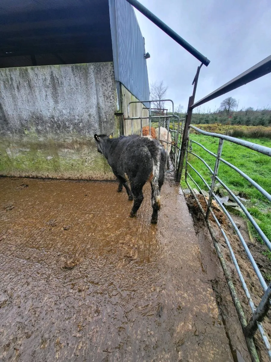 5 🌟 breeding heifer - Image 1