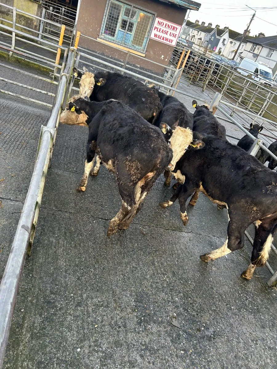Heifers for birr mart 2nd march - Image 4