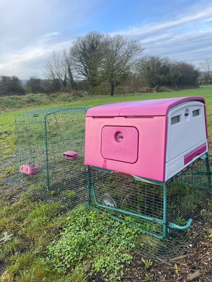 Hen house omlet - Image 1