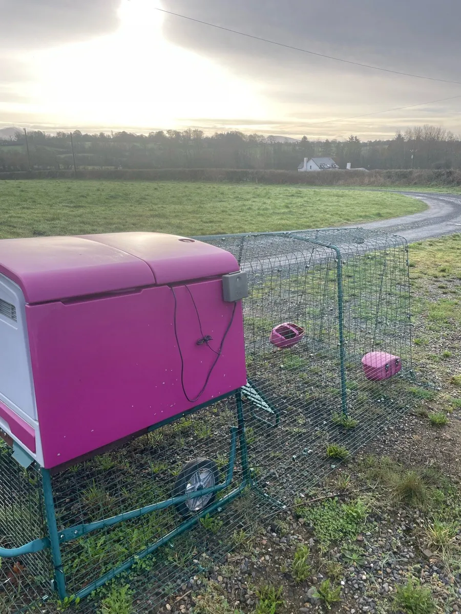 Hen house omlet - Image 2