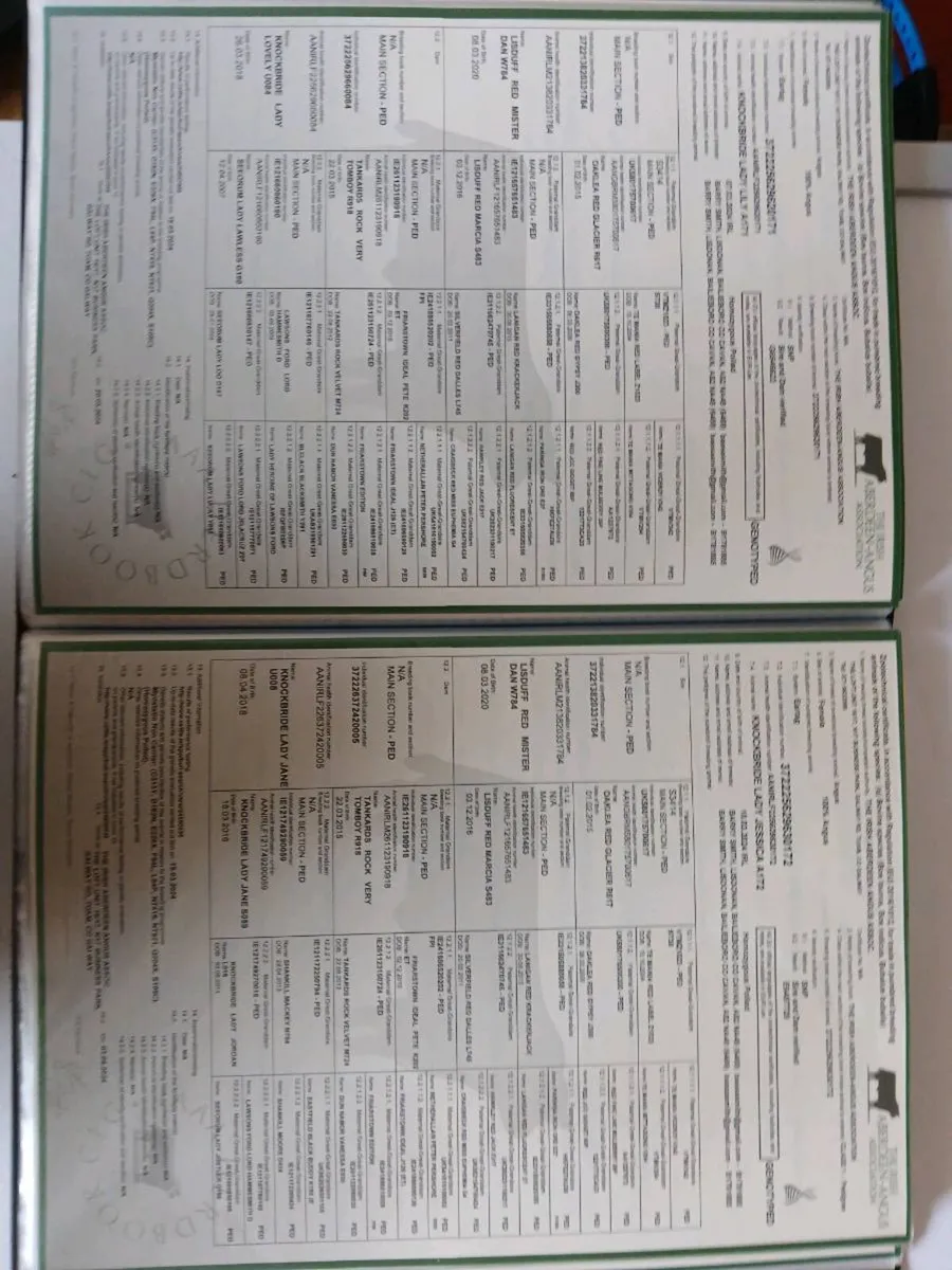 PBR Aberdeen Angus heifers - Image 4