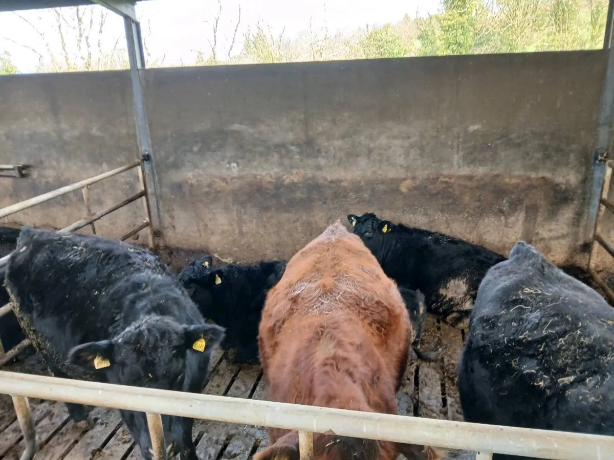 PBR Aberdeen Angus heifers - Image 1