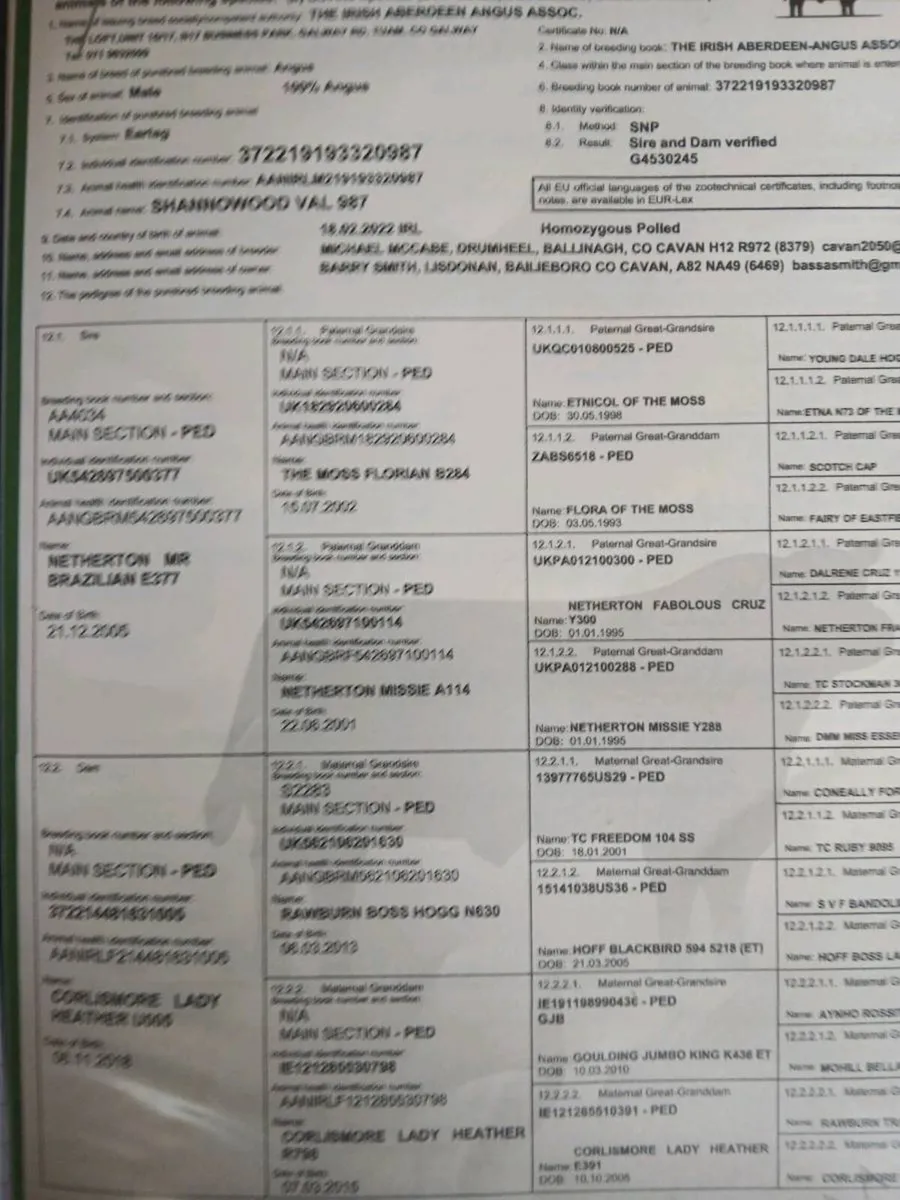 PBR Aberdeen Angus heifers - Image 2