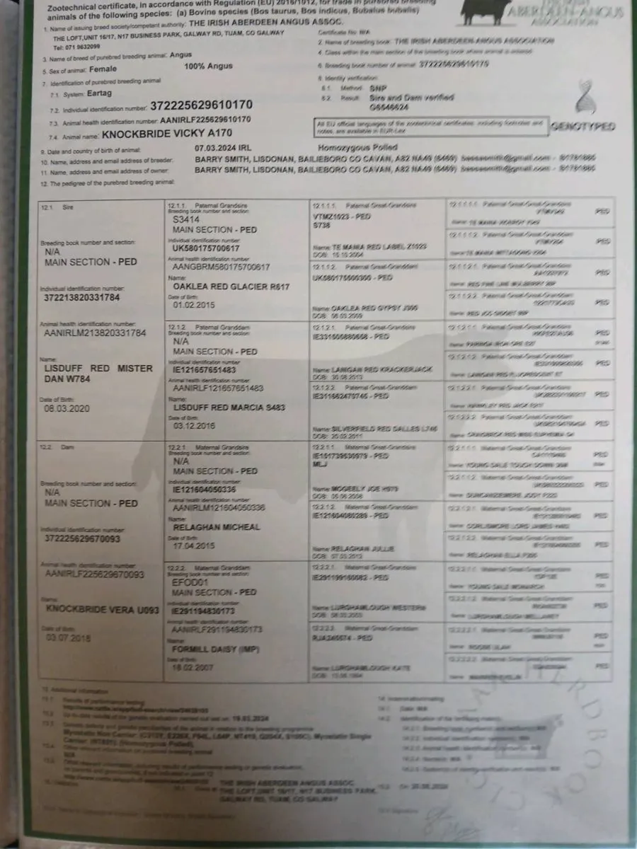 PBR Aberdeen Angus heifers - Image 3