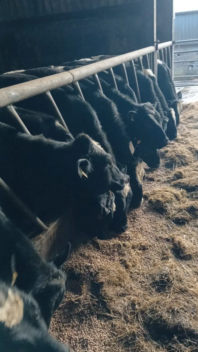 Eagleview Herd Fresian Bulls - Image 2