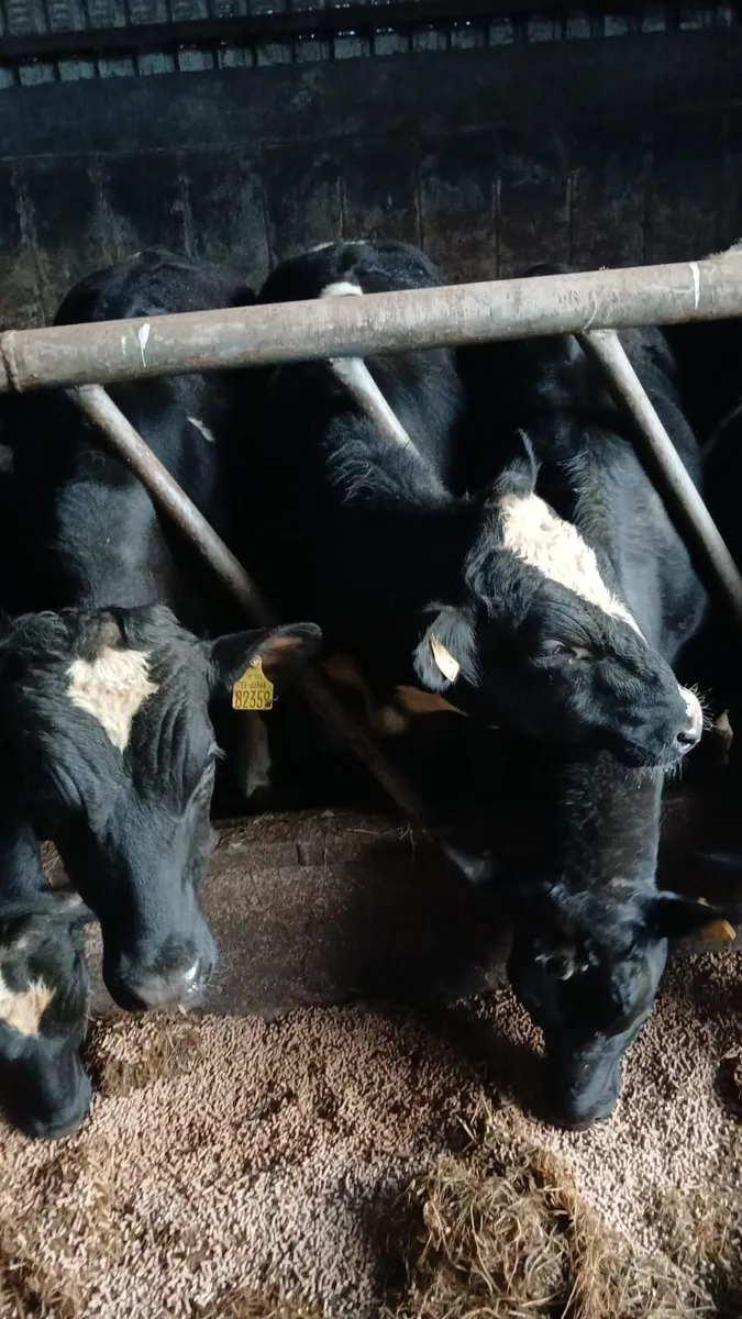 Eagleview Herd Fresian Bulls - Image 4