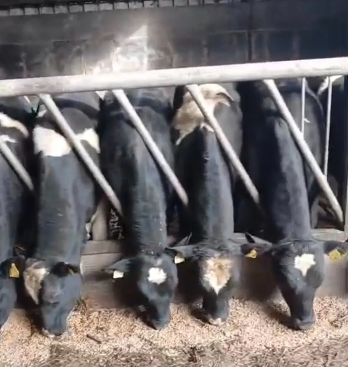 Eagleview Herd Fresian Bulls - Image 1