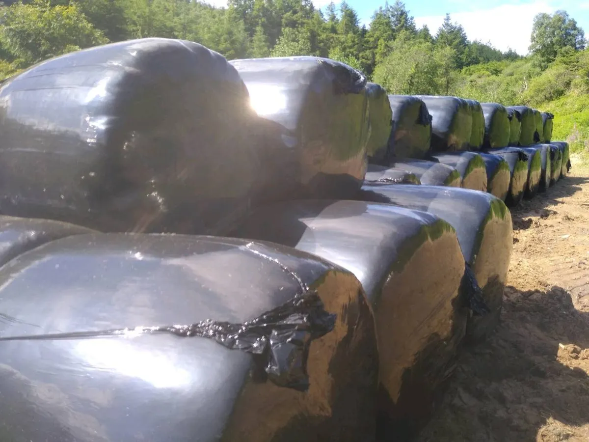 Silage bales - Image 1