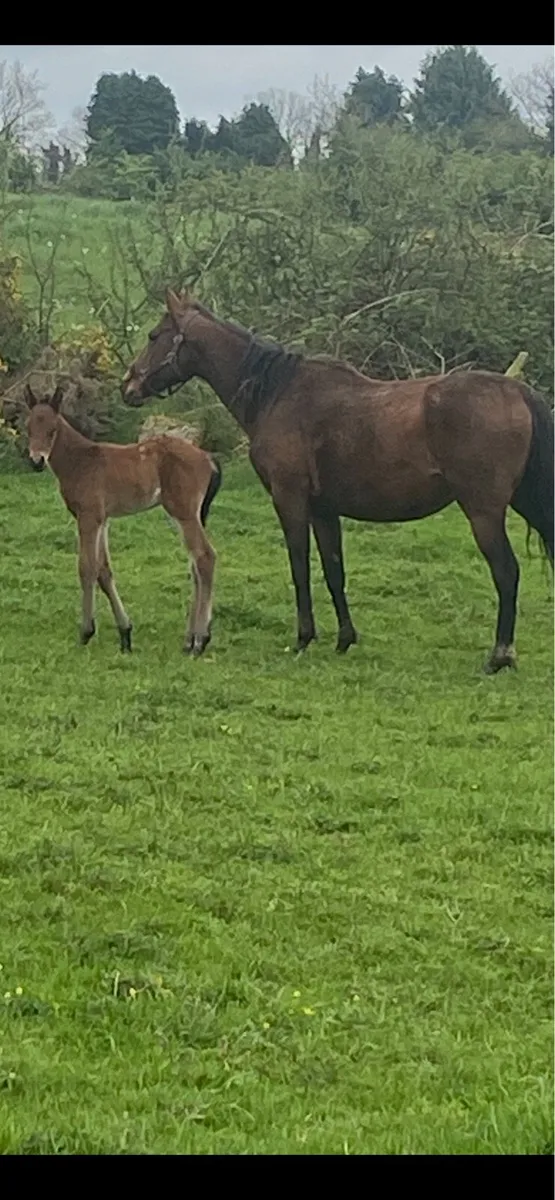 Filly foal - Image 4