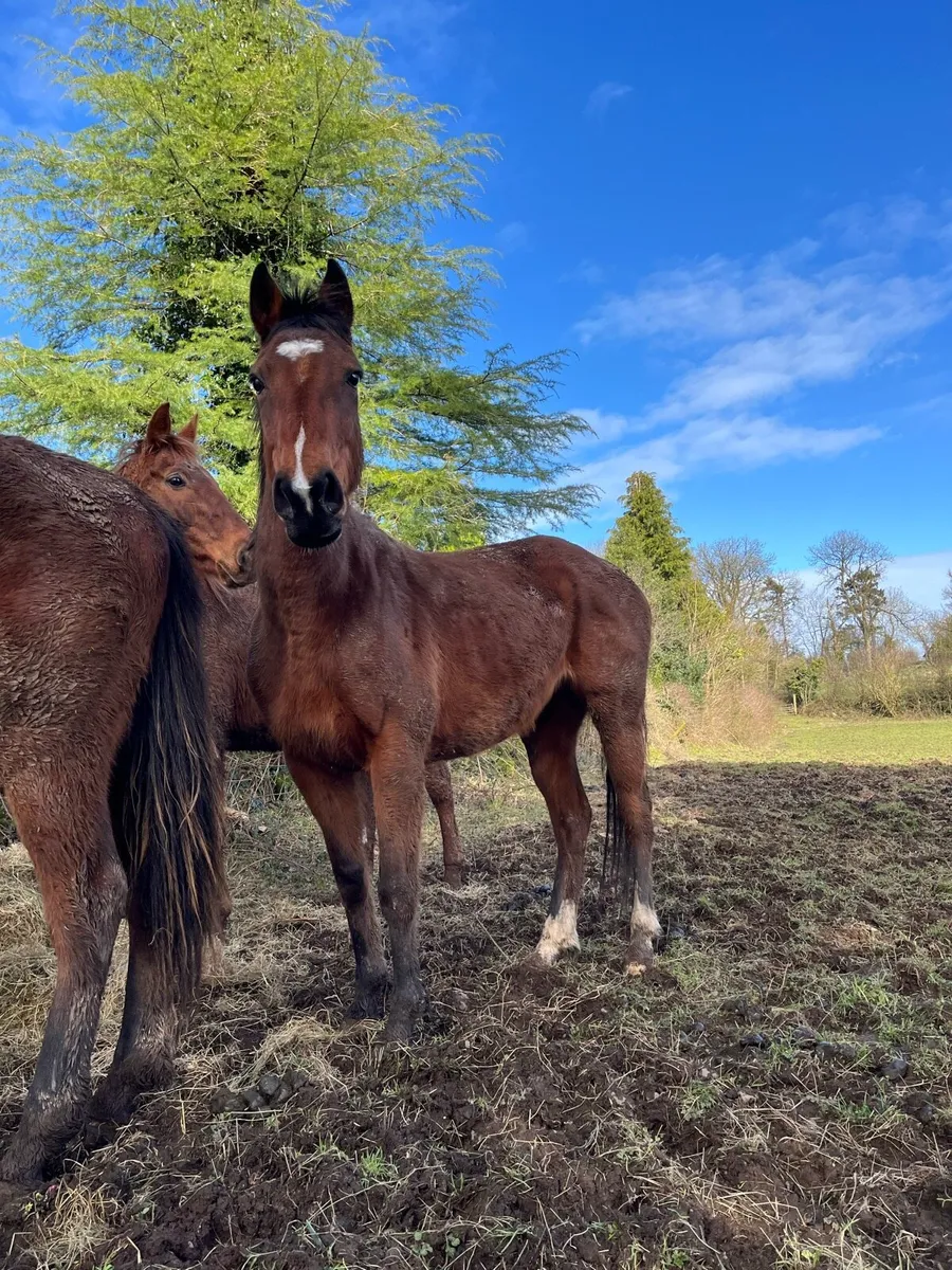 Filly foal - Image 1