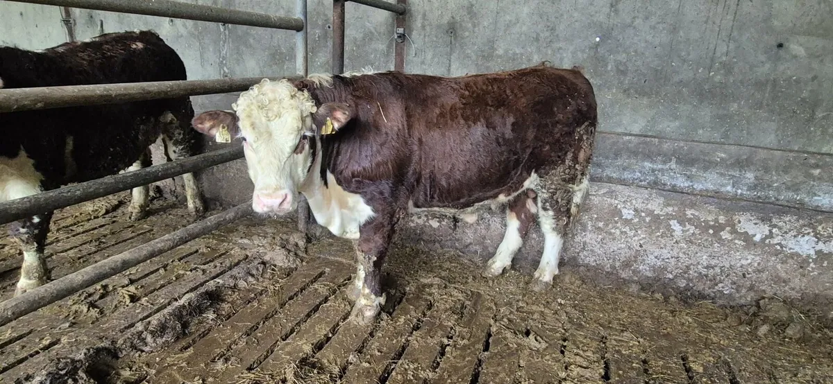 Pedigree Hereford Bulls - Image 4