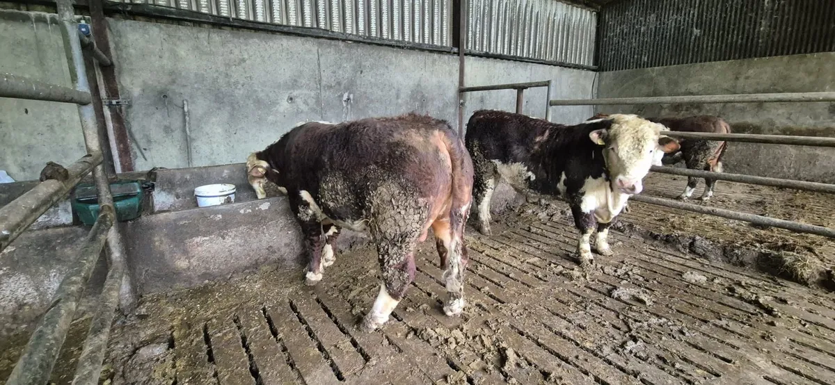 Pedigree Hereford Bulls - Image 4