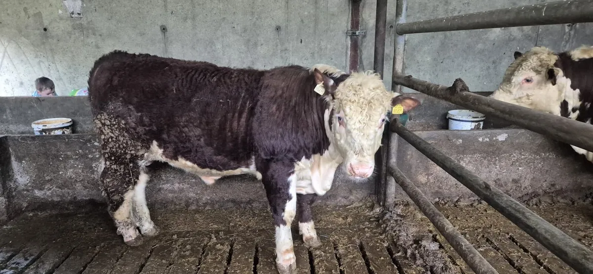 Pedigree Hereford Bulls - Image 2