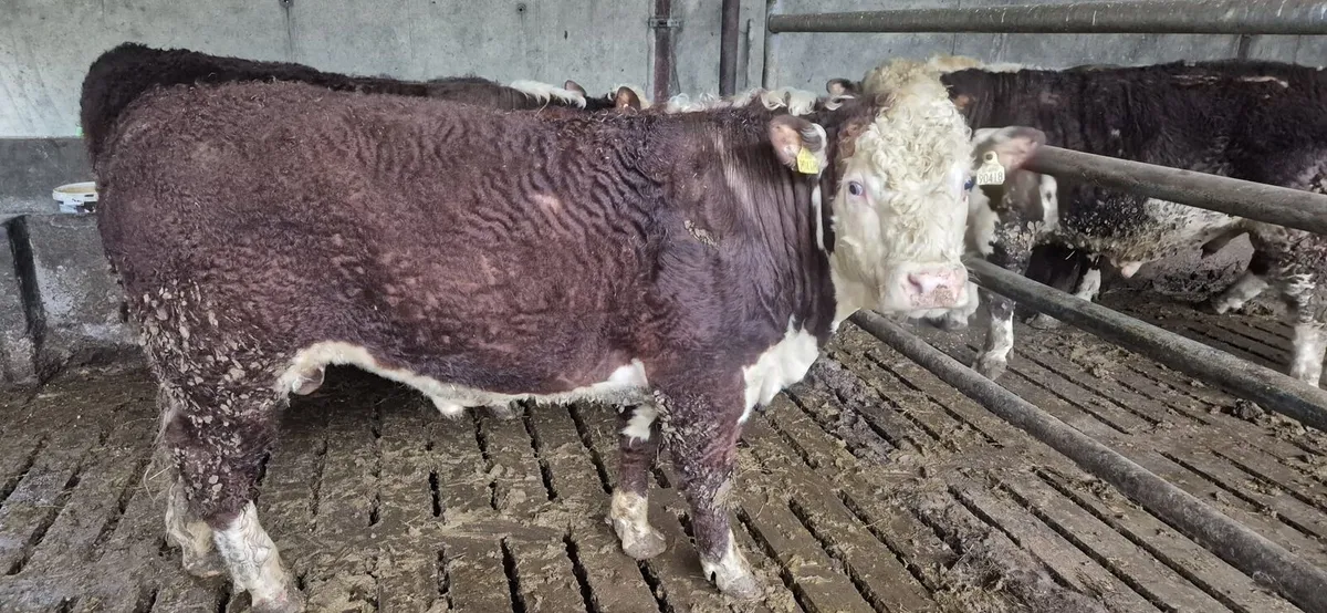 Pedigree Hereford Bulls - Image 3