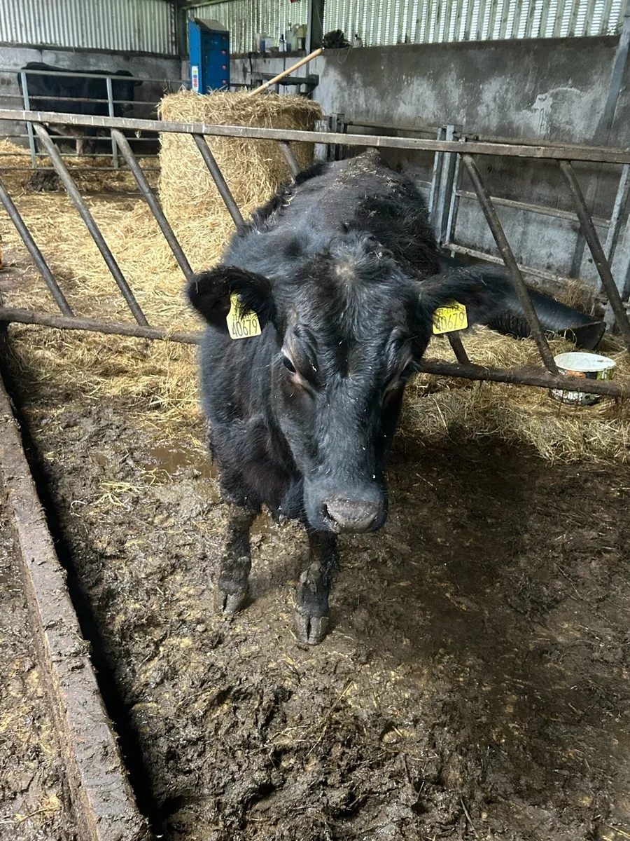 Pedigree Angus Weanling heifer - Image 2