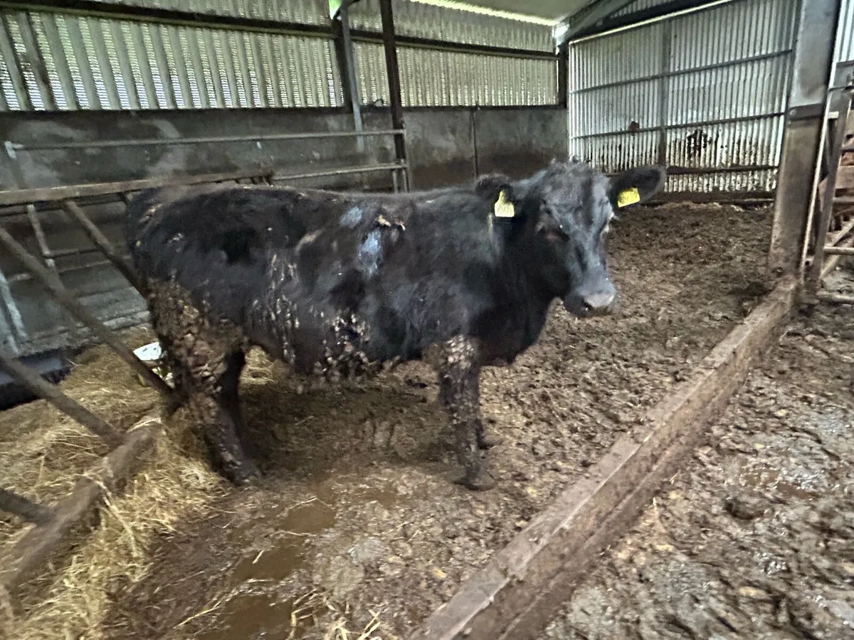 Pedigree Angus Weanling heifer - Image 3