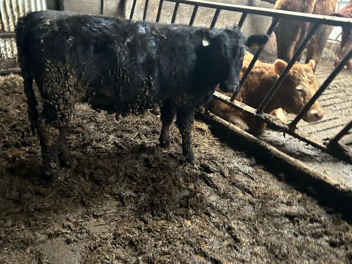 Pedigree Angus Weanling heifer - Image 4