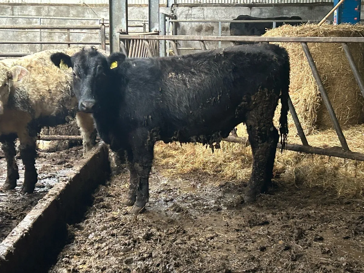 Pedigree Angus Weanling heifer - Image 1