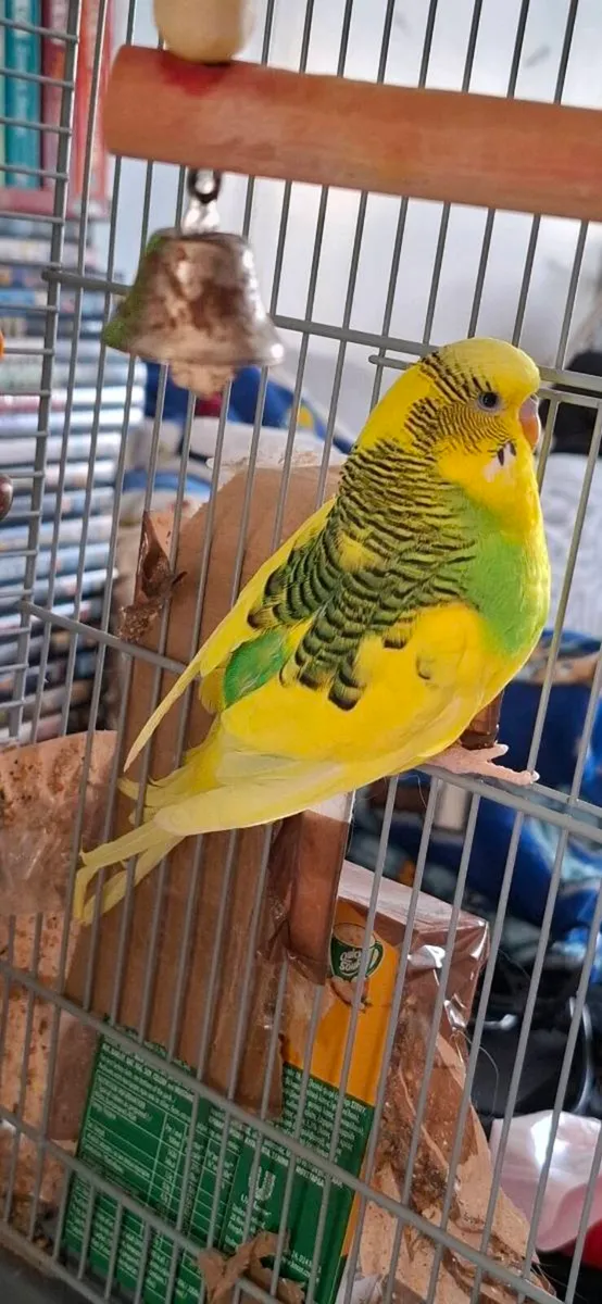 Two budgerigar (budgie) - Image 2
