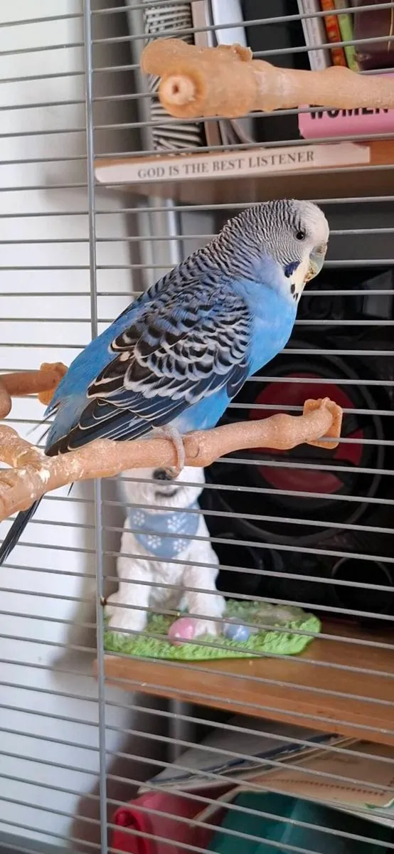 Two budgerigar (budgie) - Image 3