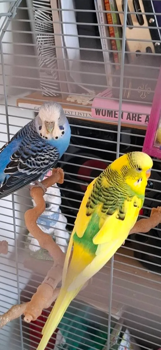 Two budgerigar (budgie) - Image 1
