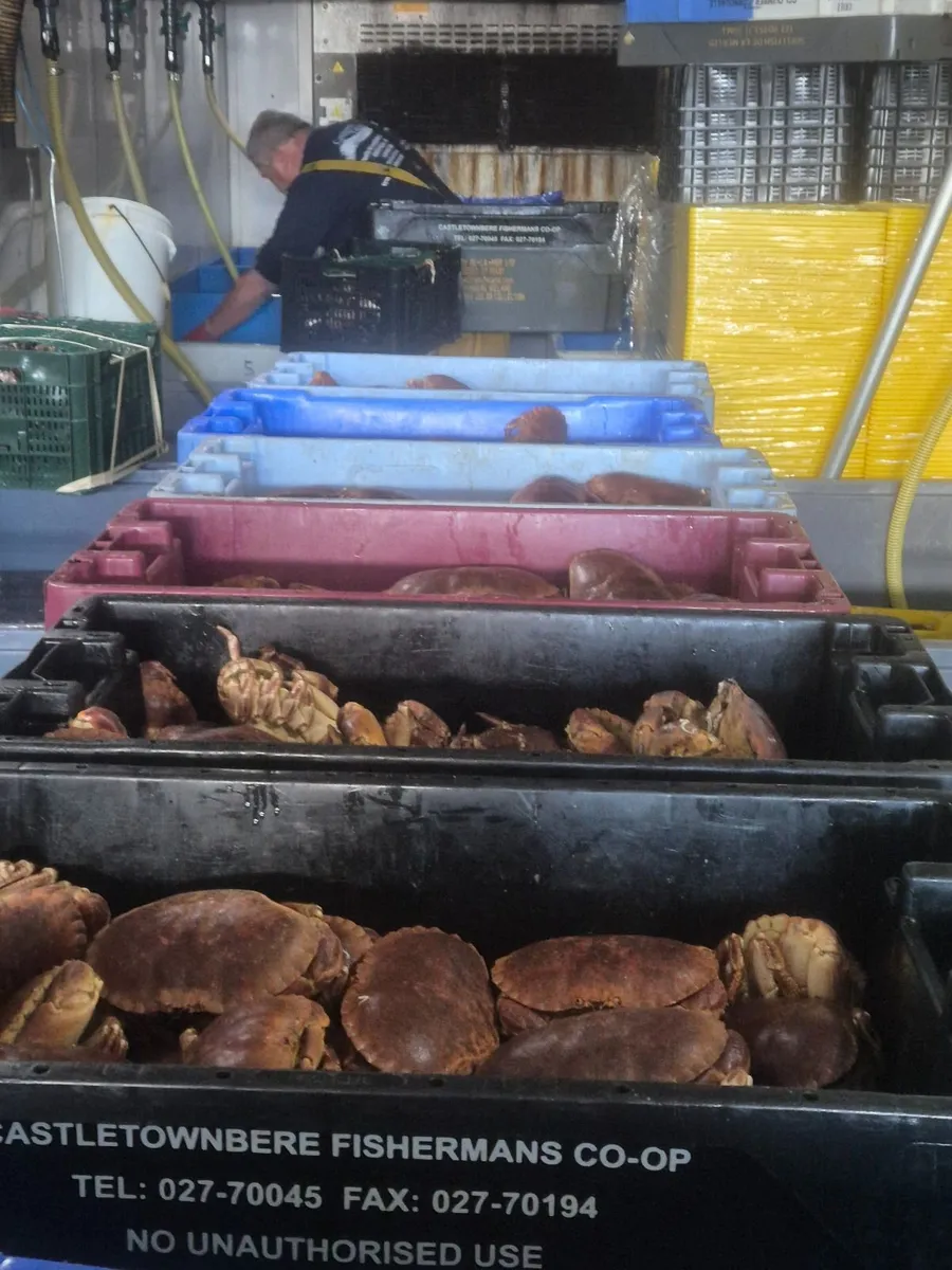 Lobsters and brown crab /velvets.