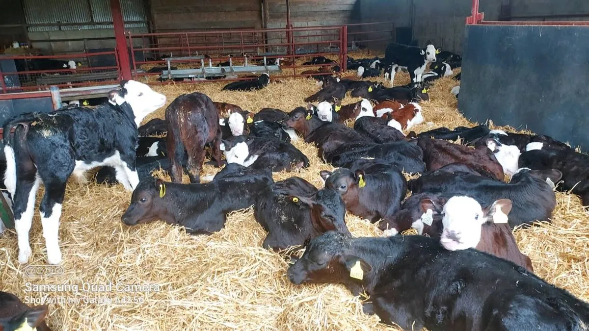 Wanted TB restricted calves