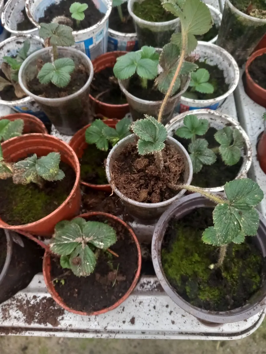 Strawberry plants