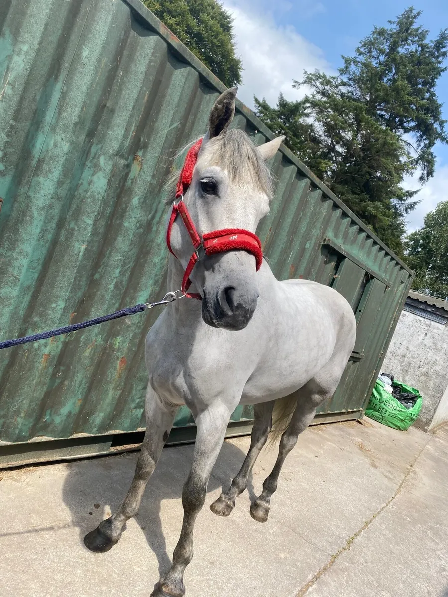 Connemara 15/3 - Image 3