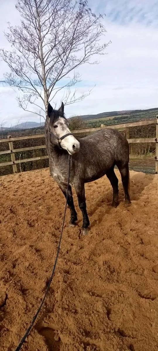 Exceptional well Bred Class one Connie . - Image 1