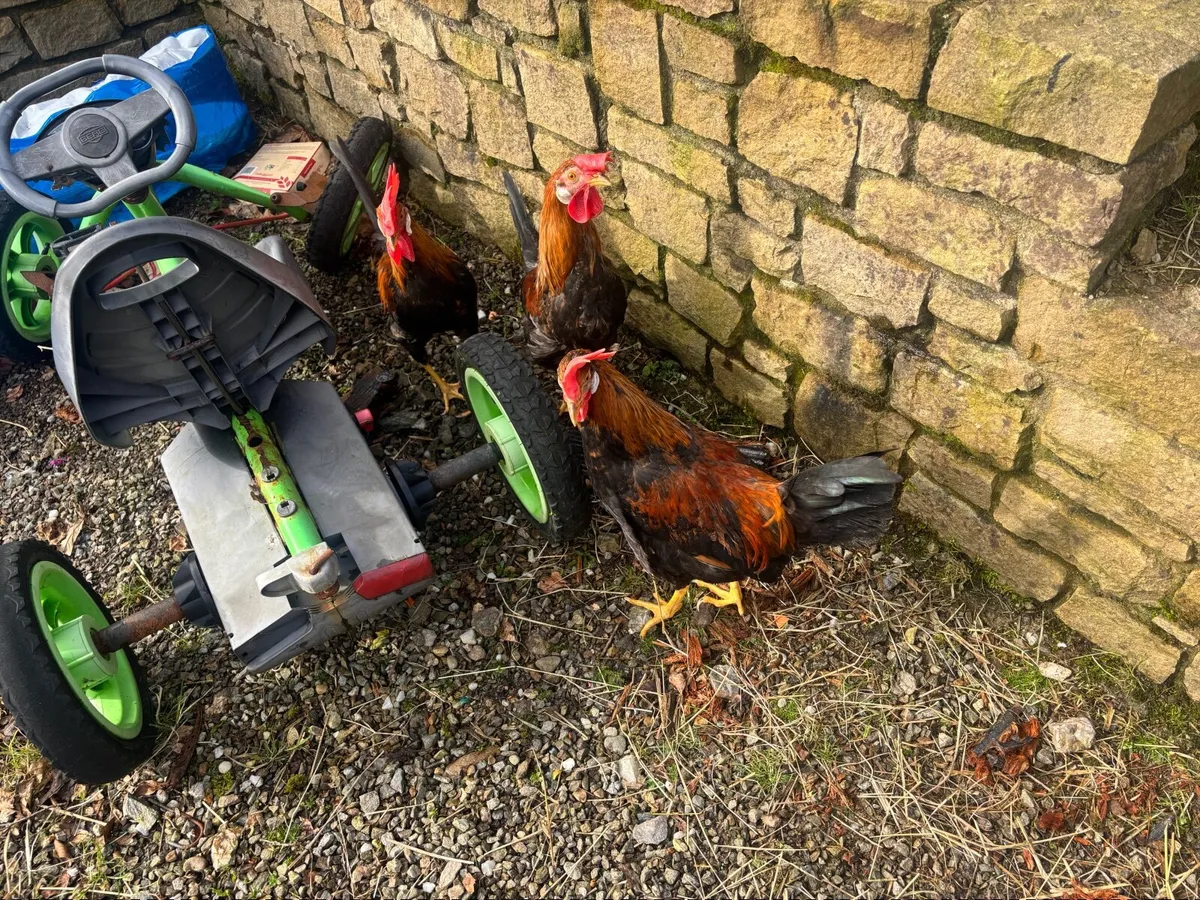 2 roosters - Image 1